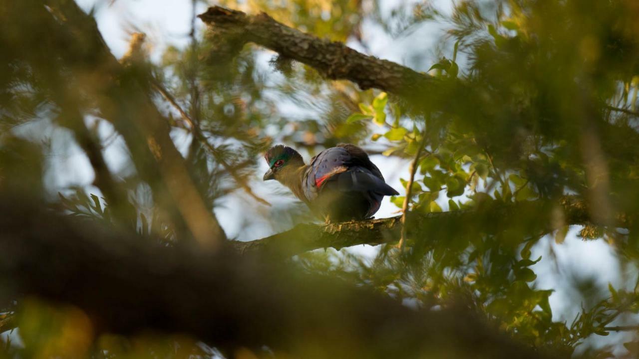 Kwalucia Private Safari Retreat Hotell Saint Lucia Estuary Eksteriør bilde