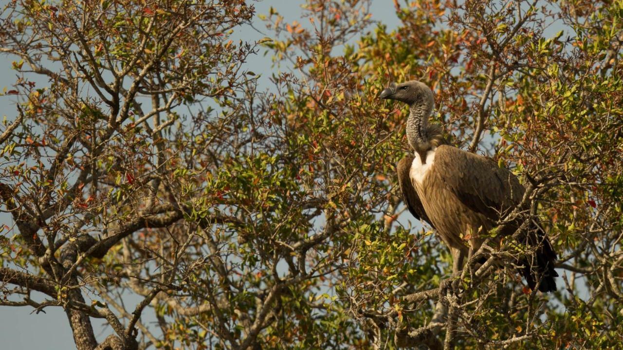 Kwalucia Private Safari Retreat Hotell Saint Lucia Estuary Eksteriør bilde