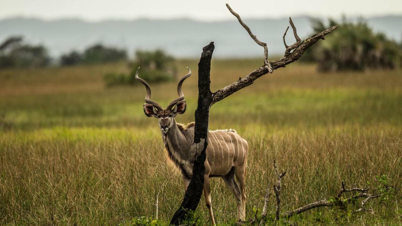 Kwalucia Private Safari Retreat Hotell Saint Lucia Estuary Eksteriør bilde