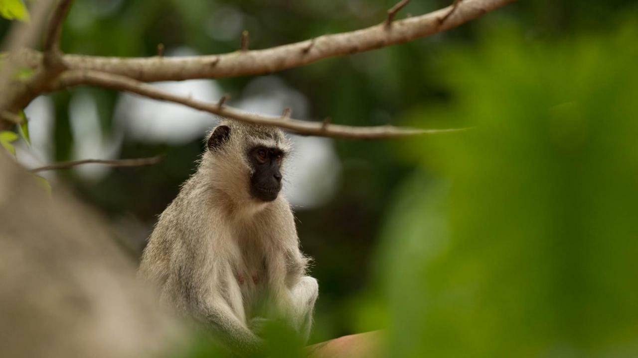 Kwalucia Private Safari Retreat Hotell Saint Lucia Estuary Eksteriør bilde